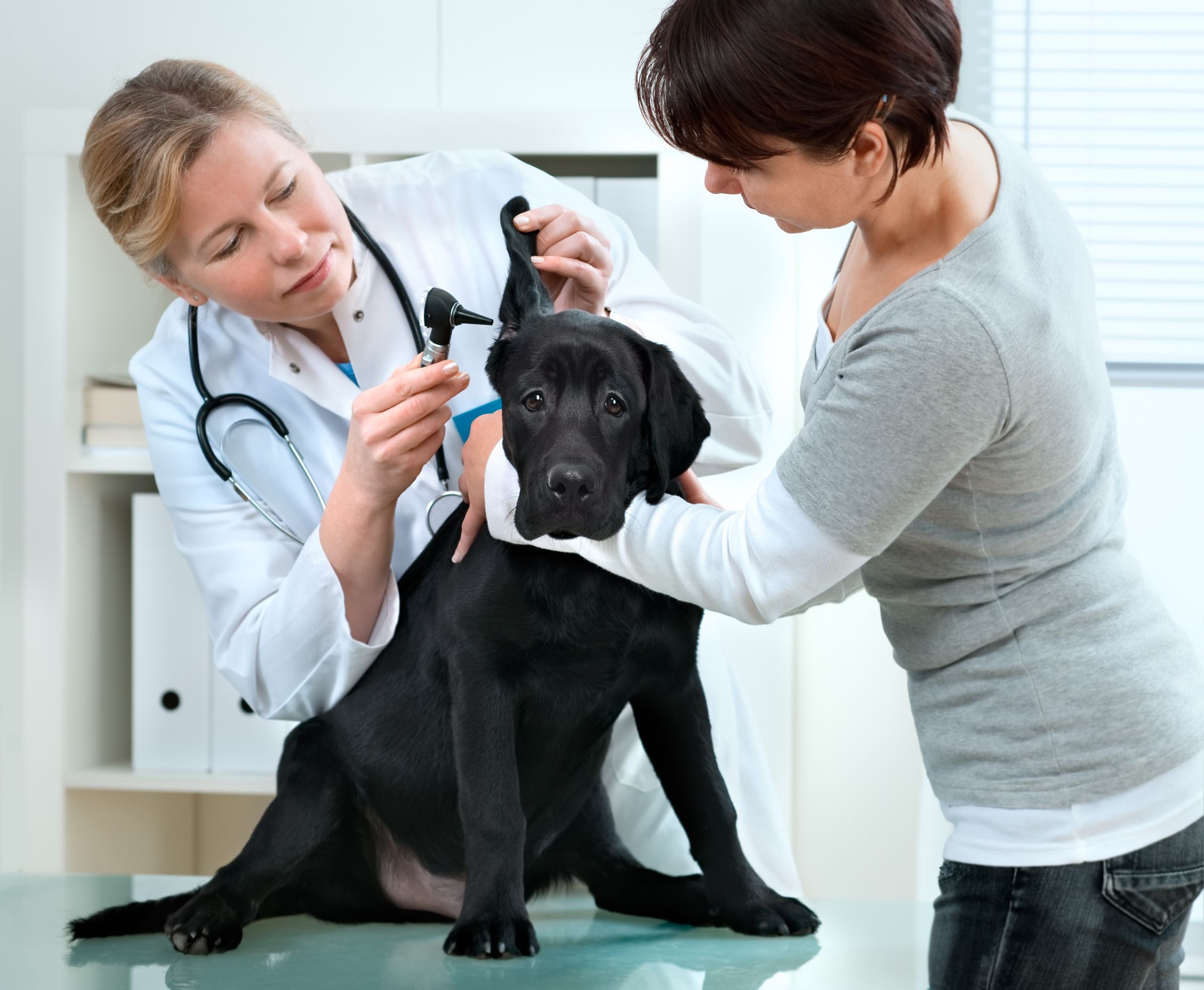 Why Good Pet Medical Care in Richmond, TX Includes Spaying and Neutering