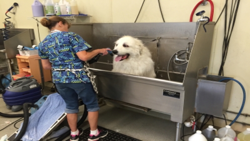 A Daycare, Dog Grooming In Omaha NE and Accommodations Are Offered At A Pet Resort