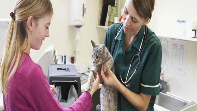 The Best Pet Care in Sugar Land Is Found at a Reputable Vet Clinic for Your Convenience
