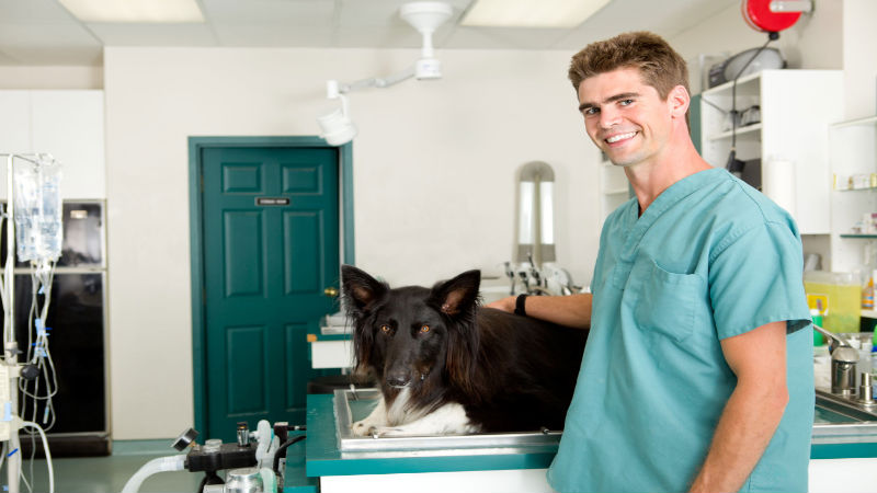 Emergency Situations that Require a Trip to a Pet Hospital in Roswell