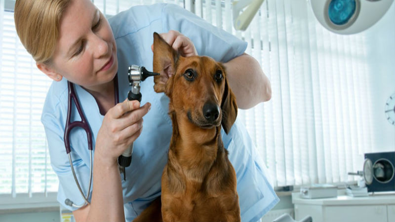 Services Offered by Local Veterinarians in Fort Bend County