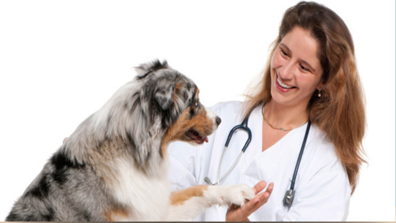 Why Pet Vaccinations in Barnegat, NJ Are Important