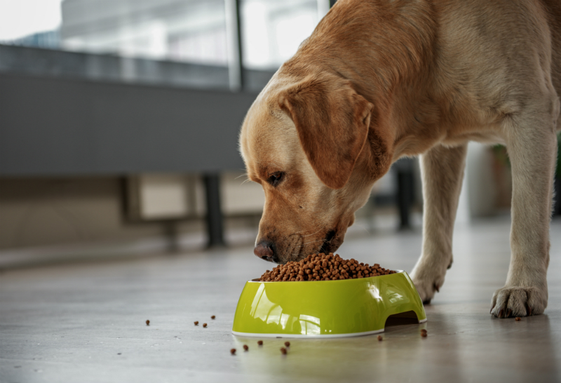 What Are Some of the Kinds of Services Provided by a Vet in Roswell?