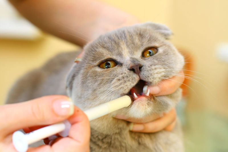 What You Need To Check For Your Cat’s Dental Hygiene