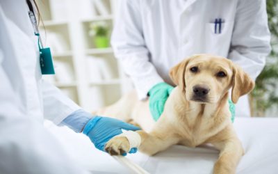 How a Dog Emergency Vet Handles Urgent Pet Situations